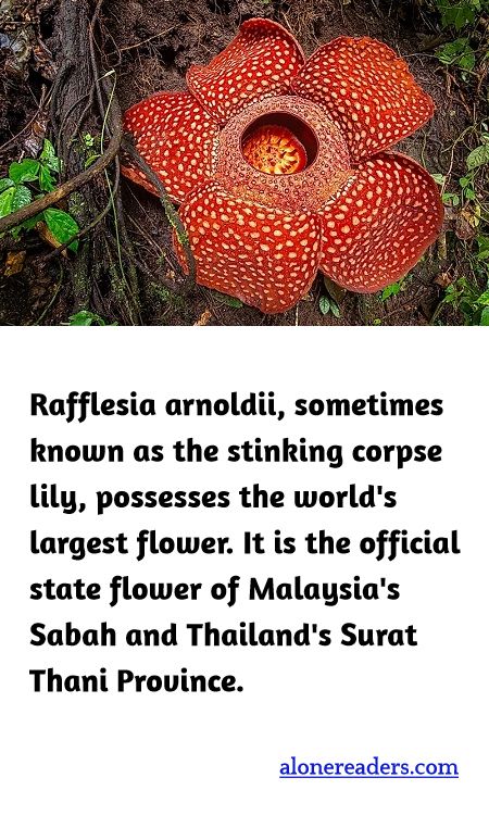 Rafflesia arnoldii, sometimes known as the stinking corpse lily, possesses the world's largest flower. It is the official state flower of Malaysia's Sabah and Thailand's Surat Thani Province.