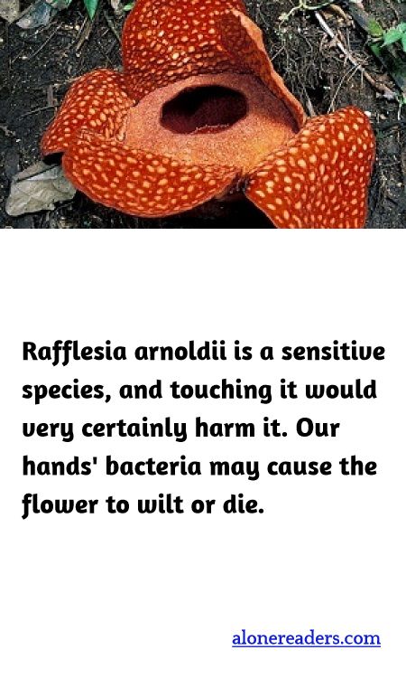 Rafflesia arnoldii is a sensitive species, and touching it would very certainly harm it. Our hands' bacteria may cause the flower to wilt or die.