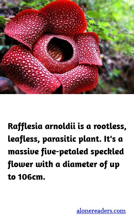 Rafflesia arnoldii is a rootless, leafless, parasitic plant. It's a massive five-petaled speckled flower with a diameter of up to 106cm.