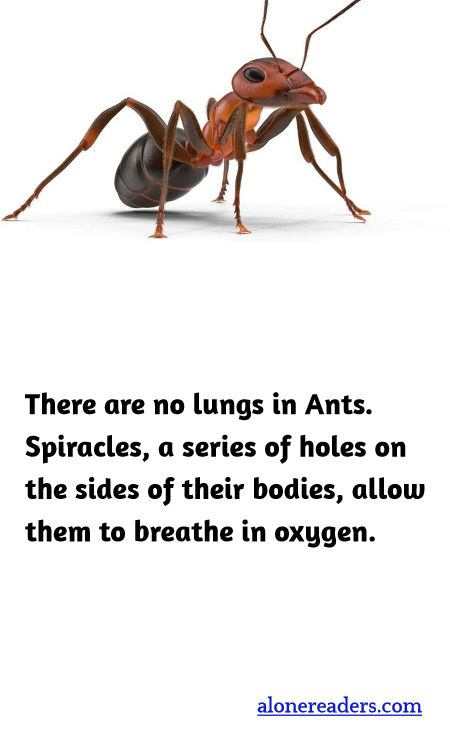 There are no lungs in Ants. Spiracles, a series of holes on the sides of their bodies, allow them to breathe in oxygen.