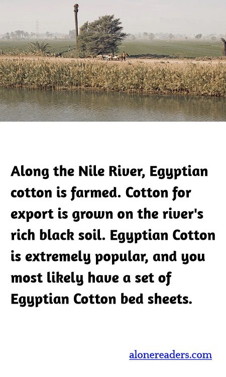 Along the Nile River, Egyptian cotton is farmed. Cotton for export is grown on the river's rich black soil. Egyptian Cotton is extremely popular, and you most likely have a set of Egyptian Cotton bed sheets.