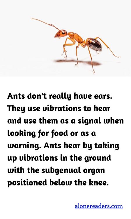 Ants don't really have ears. They use vibrations to hear and use them as a signal when looking for food or as a warning. Ants hear by taking up vibrations in the ground with the subgenual organ positioned below the knee.