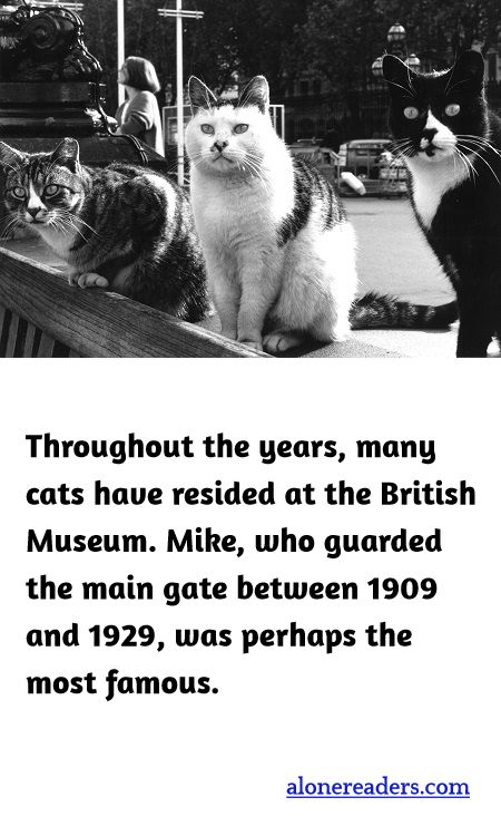 Throughout the years, many cats have resided at the British Museum. Mike, who guarded the main gate between 1909 and 1929, was perhaps the most famous.