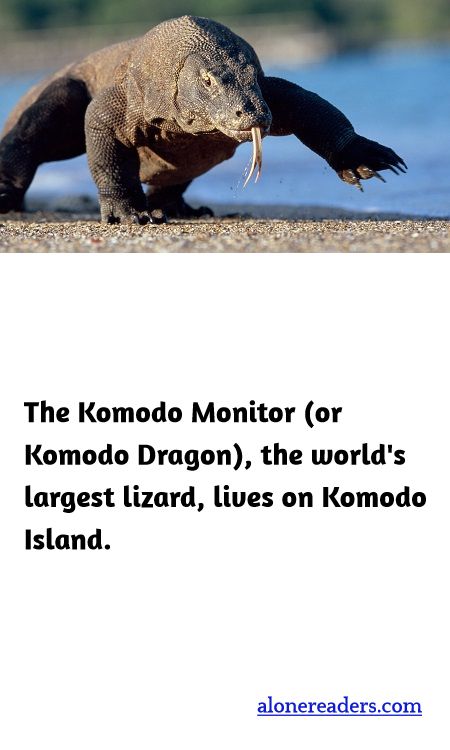 The Komodo Monitor (or Komodo Dragon), the world's largest lizard, lives on Komodo Island.