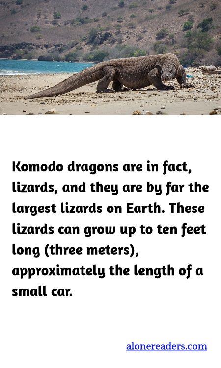 Komodo dragons are in fact, lizards, and they are by far the largest lizards on Earth. These lizards can grow up to ten feet long (three meters), approximately the length of a small car.
