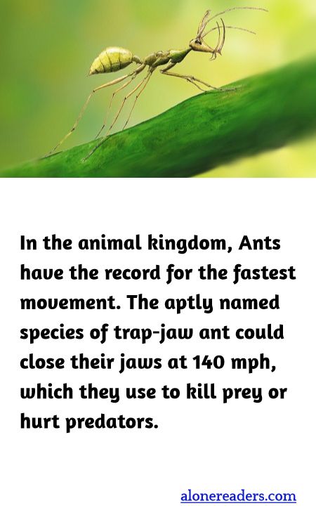 In the animal kingdom, Ants have the record for the fastest movement. The aptly named species of trap-jaw ant could close their jaws at 140 mph, which they use to kill prey or hurt predators.