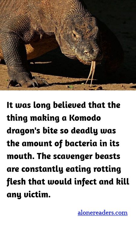 It was long believed that the thing making a Komodo dragon's bite so deadly was the amount of bacteria in its mouth. The scavenger beasts are constantly eating rotting flesh that would infect and kill any victim.