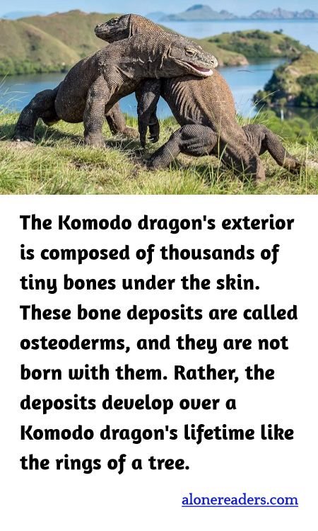 The Komodo dragon's exterior is composed of thousands of tiny bones under the skin. These bone deposits are called osteoderms, and they are not born with them. Rather, the deposits develop over a Komodo dragon's lifetime like the rings of a tree.