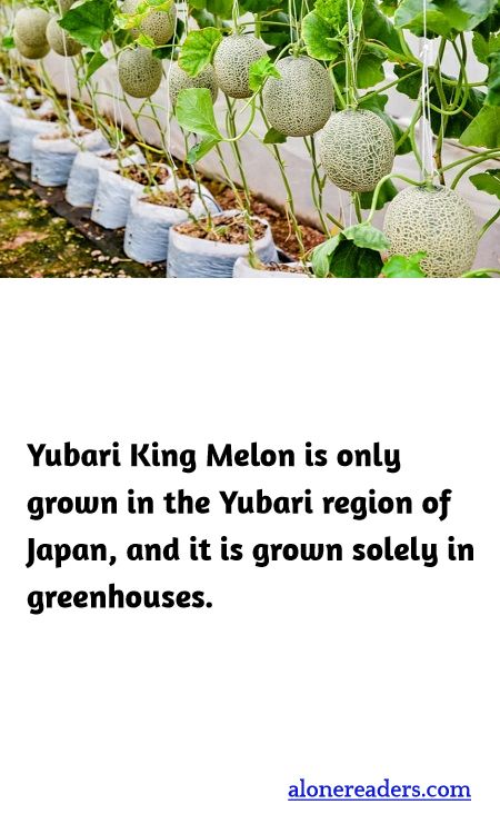 Yubari King Melon is only grown in the Yubari region of Japan, and it is grown solely in greenhouses.