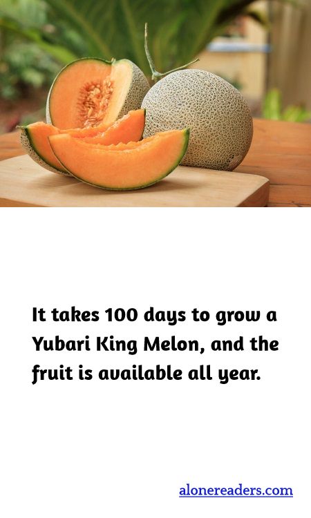 It takes 100 days to grow a Yubari King Melon, and the fruit is available all year.