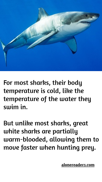 <div>
<p>For most sharks, their body temperature&nbsp;is cold, like the&nbsp;temperature of the water&nbsp;they swim in.&nbsp;</p>

<p>But unlike most sharks, great white sharks are partially warm-blooded, allowing them to move faster when hunting prey.</p>
</div>
