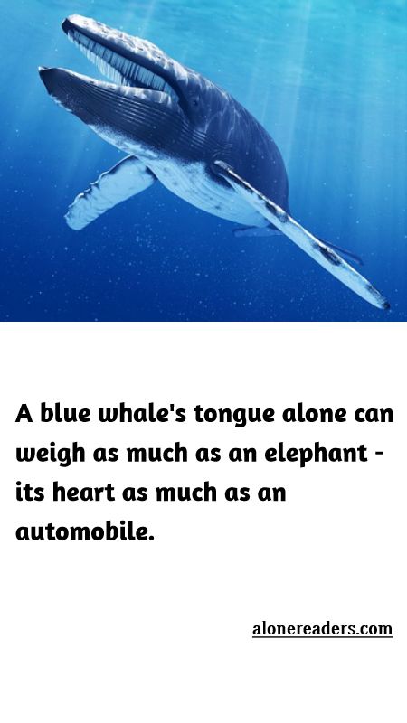 <p>A blue whale&#39;s tongue alone can weigh as much as an elephant - its heart as much as an automobile.</p>
