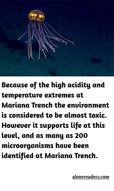 <p>Because of the high acidity and temperature extremes at Mariana Trench the environment is considered to be almost toxic. However it supports life at this level, and as many as 200 microorganisms have been identified at Mariana Trench.</p>
