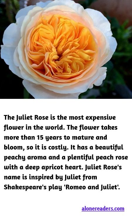 <p><span style="background-color:#ffffff; color:#000000; font-family:docs-Constantia; font-size:15px">The Juliet Rose is the most expensive flower in the world. The flower takes more than 15 years to mature and bloom, so it is costly. It has a beautiful peachy aroma and a plentiful peach rose with a deep apricot heart. Juliet Rose&#39;s name is inspired by Juliet from Shakespeare&#39;s play &#39;Romeo and Juliet&#39;.</span></p>
