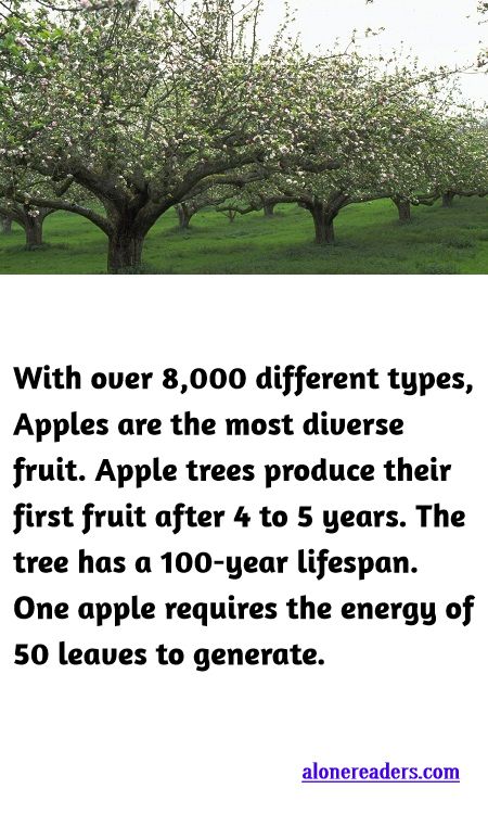 <p><span style="background-color:#ffffff; color:#000000; font-family:Roboto,RobotoDraft,Helvetica,Arial,sans-serif; font-size:13px">With over 8,000 different types, Apples are the most diverse fruit. Apple trees produce their first fruit after 4 to 5 years. The tree has a 100-year lifespan. One apple requires the energy of 50 leaves to generate.</span></p>
