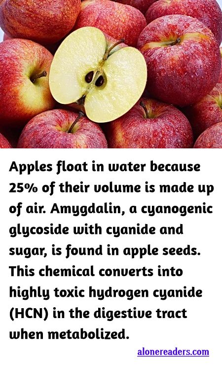 <p><span style="background-color:#ffffff; color:#000000; font-family:docs-Constantia; font-size:15px">Apples float in water because 25% of their volume is made up of air. Amygdalin, a cyanogenic glycoside with cyanide and sugar, is found in apple seeds. This chemical converts into highly toxic hydrogen cyanide (HCN) in the digestive tract when metabolized.</span></p>
