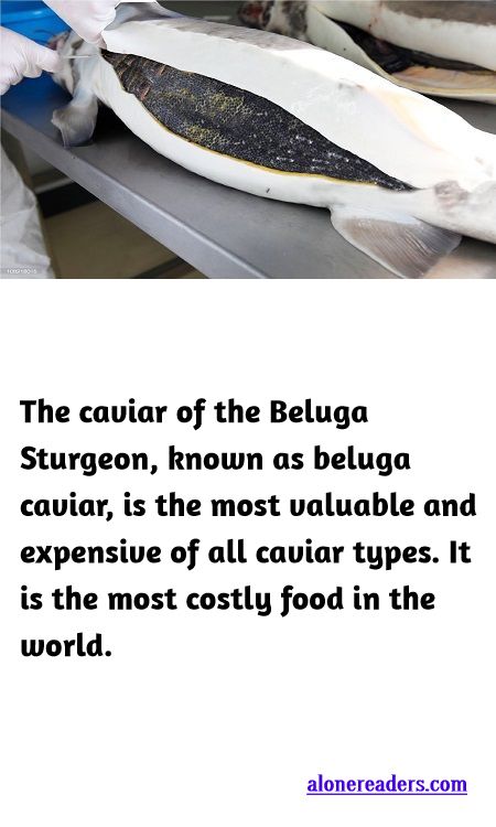 <p><span style="background-color:#ffffff; color:#000000; font-family:Roboto,RobotoDraft,Helvetica,Arial,sans-serif; font-size:13px">The caviar of the Beluga Sturgeon, known as beluga caviar, is the most valuable and expensive of all caviar types. It is the most costly food in the world.</span></p>

