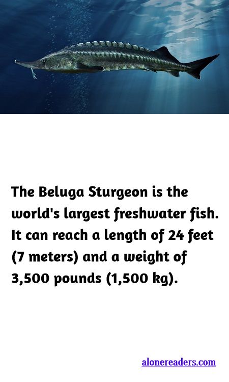 <p><span style="background-color:#ffffff; color:#000000; font-family:docs-Constantia; font-size:15px">The Beluga Sturgeon is the world&#39;s largest freshwater fish. It can reach a length of 24 feet (7 meters) and a weight of 3,500 pounds (1,500 kg).</span></p>
