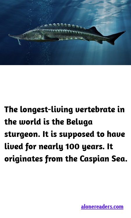 <p><span style="background-color:#ffffff; color:#000000; font-family:docs-Constantia; font-size:15px">The longest-living vertebrate in the world is the Beluga sturgeon. It is supposed to have lived for nearly 100 years. It originates from the Caspian Sea.</span></p>
