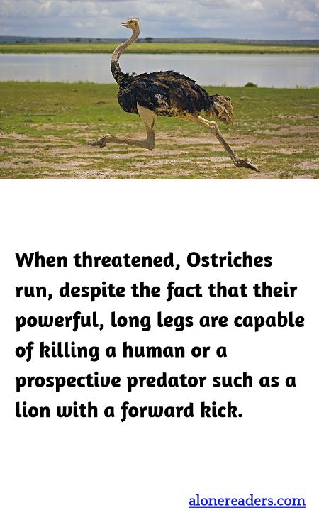 When threatened, Ostriches run, despite the fact that their powerful, long legs are capable of killing a human or a prospective predator such as a lion with a forward kick.