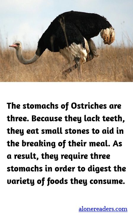 The stomachs of Ostriches are three. Because they lack teeth, they eat small stones to aid in the breaking of their meal. As a result, they require three stomachs in order to digest the variety of foods they consume.