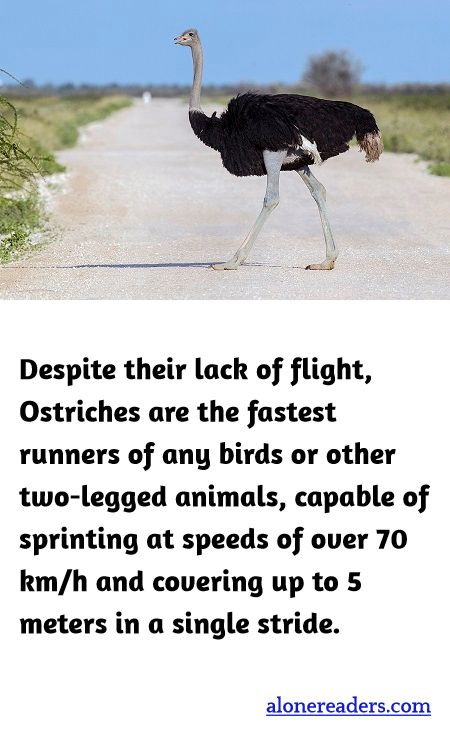 Despite their lack of flight, Ostriches are the fastest runners of any birds or other two-legged animals, capable of sprinting at speeds of over 70 km/h and covering up to 5 meters in a single stride.