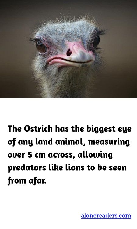 The Ostrich has the biggest eye of any land animal, measuring over 5 cm across, allowing predators like lions to be seen from afar.