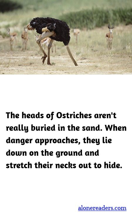 The heads of Ostriches aren't really buried in the sand. When danger approaches, they lie down on the ground and stretch their necks out to hide.