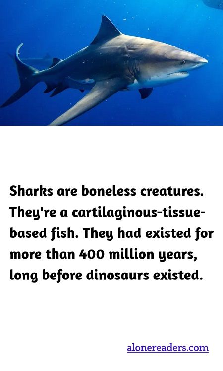 Sharks are boneless creatures. They're a cartilaginous-tissue-based fish. They had existed for more than 400 million years, long before dinosaurs existed.