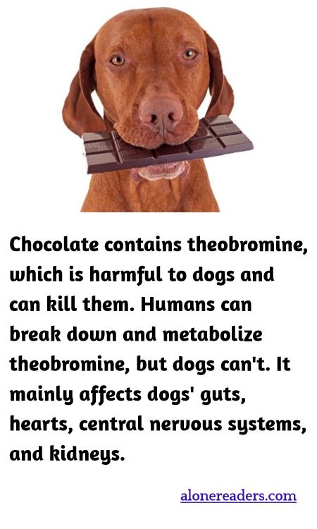 Chocolate contains theobromine, which is harmful to dogs and can kill them. Humans can break down and metabolize theobromine, but dogs can't. It mainly affects dogs' guts, hearts, central nervous systems, and kidneys.