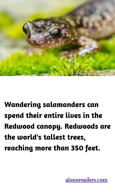 Wandering salamanders can spend their entire lives in the Redwood canopy. Redwoods are the world's tallest trees, reaching more than 350 feet.