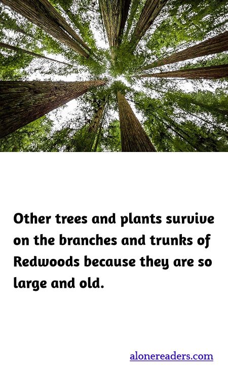 Other trees and plants survive on the branches and trunks of Redwoods because they are so large and old.