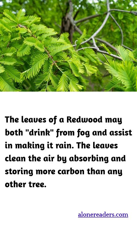 The leaves of a Redwood may both "drink" from fog and assist in making it rain. The leaves clean the air by absorbing and storing more carbon than any other tree.