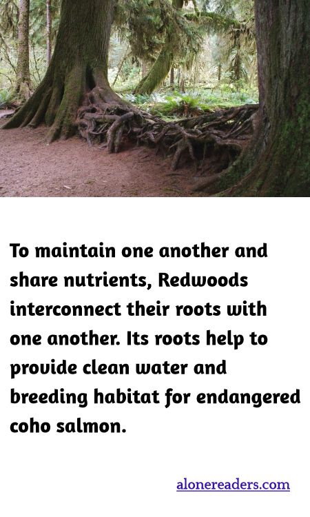 To maintain one another and share nutrients, Redwoods interconnect their roots with one another. Its roots help to provide clean water and breeding habitat for endangered coho salmon.