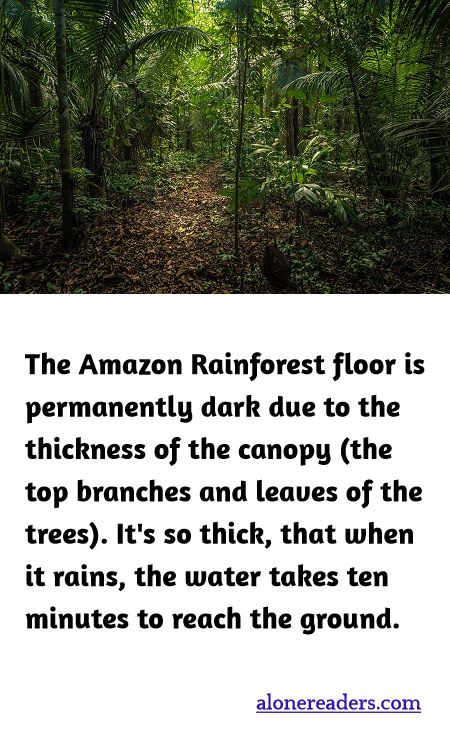 The Amazon Rain forest floor is permanently dark due to the thickness of the canopy (the top branches and leaves of the trees). It's so thick, that when it rains, the water takes ten minutes to reach the ground.