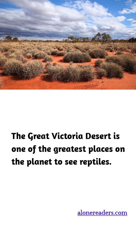 The Great Victoria Desert is one of the greatest places on the planet to see reptiles.