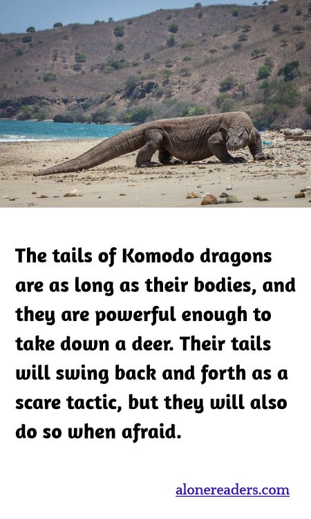 The tails of Komodo dragons are as long as their bodies, and they are powerful enough to take down a deer. Their tails will swing back and forth as a scare tactic, but they will also do so when afraid.