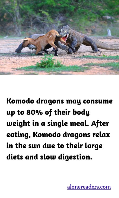 Komodo dragons may consume up to 80% of their body weight in a single meal. After eating, Komodo dragons relax in the sun due to their large diets and slow digestion.