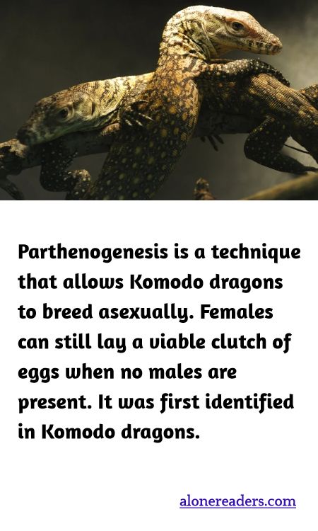 Parthenogenesis is a technique that allows Komodo dragons to breed asexually. Females can still lay a viable clutch of eggs when no males are present. It was first identified in Komodo dragons.