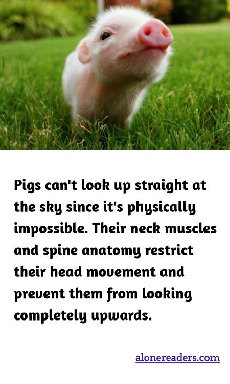 Pigs can't look up straight at the sky since it's physically impossible. Their neck muscles and spine anatomy restrict their head movement and prevent them from looking completely upwards.
