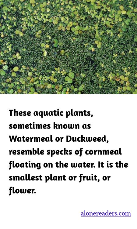 These aquatic plants, sometimes known as Watermeal or Duckweed, resemble specks of cornmeal floating on the water. It is the smallest plant or fruit, or flower.