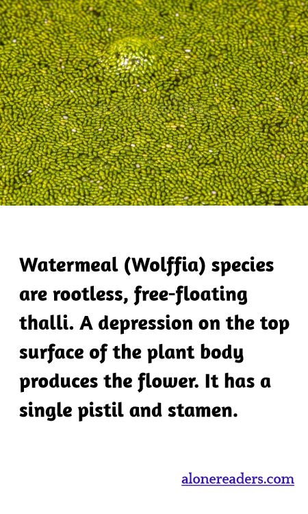 Watermeal (Wolffia) species are rootless, free-floating thalli. A depression on the top surface of the plant body produces the flower. It has a single pistil and stamen.