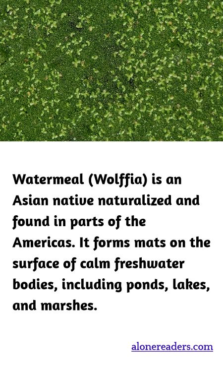 Watermeal (Wolffia) is an Asian native naturalized and found in parts of the Americas. It forms mats on the surface of calm freshwater bodies, including ponds, lakes, and marshes.