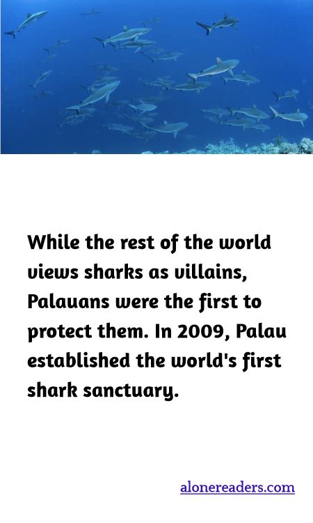 While the rest of the world views sharks as villains, Palauans were the first to protect them. In 2009, Palau established the world's first shark sanctuary.