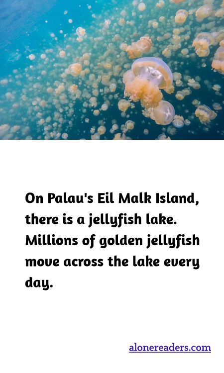 On Palau's Eil Malk Island, there is a jellyfish lake. Millions of golden jellyfish move across the lake every day.