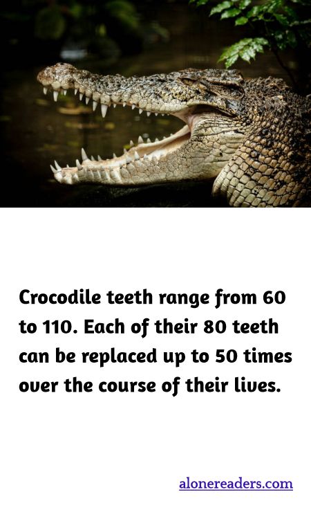 Crocodile teeth range from 60 to 110. Each of their 80 teeth can be replaced up to 50 times over the course of their lives.