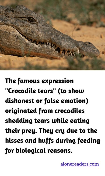 The famous expression "Crocodile tears" (to show dishonest or false emotion) originated from crocodiles shedding tears while eating their prey. They cry due to the hisses and huffs during feeding for biological reasons.