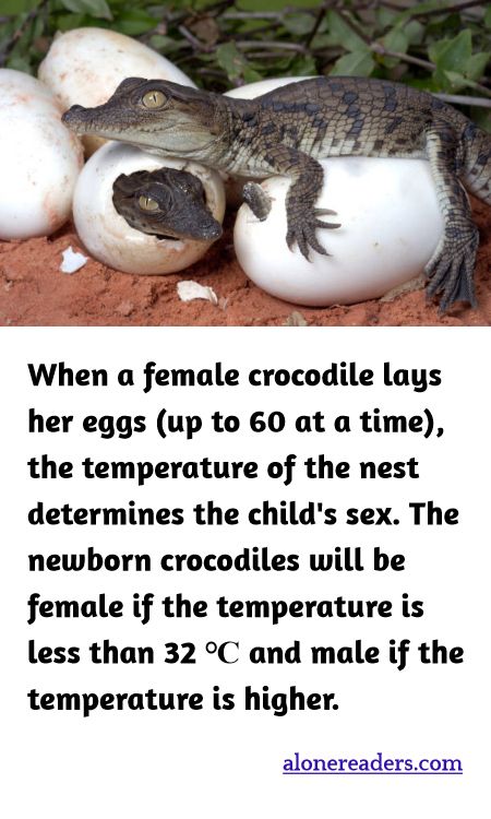 When a female crocodile lays her eggs (up to 60 at a time), the temperature of the nest determines the child's sex. The newborn crocodiles will be female if the temperature is less than 32 ? and male if the temperature is higher.