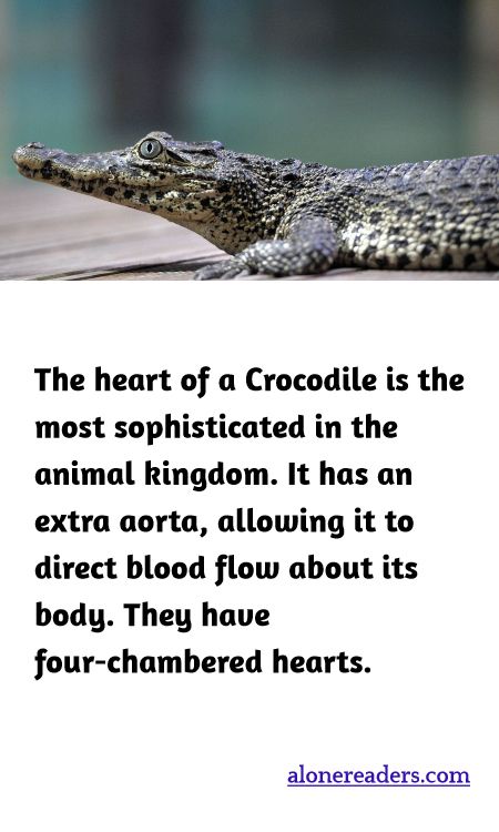 The heart of a Crocodile is the most sophisticated in the animal kingdom. It has an extra aorta, allowing it to direct blood flow about its body. They have four-chambered hearts.