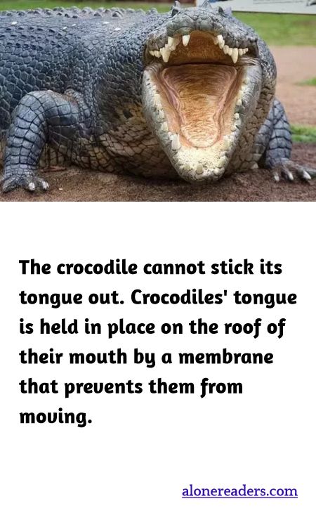 The crocodile cannot stick its tongue out. Crocodiles' tongue is held in place on the roof of their mouth by a membrane that prevents them from moving.